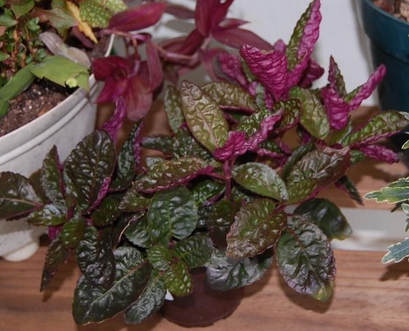 Why Your Purple Waffle Plant Is Drooping