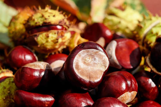 Best Places To Buy Chestnuts - 1
